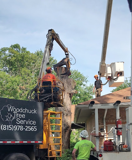 The Benefits of Hiring an Insured Tree Removal Company